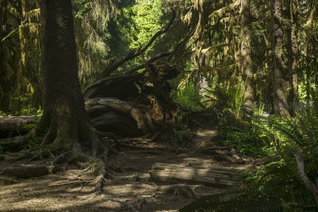盘根错节的巨树根系与倒木