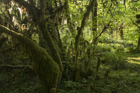 被苔藓覆盖的扭曲树枝与绿荫