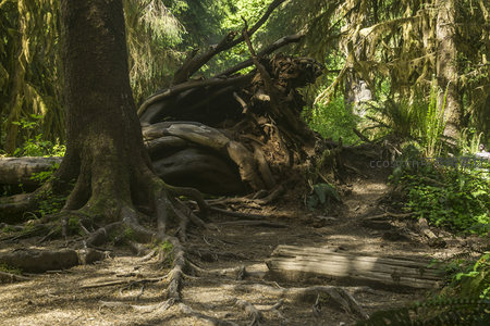 古老森林中盘根错节的树根小径
