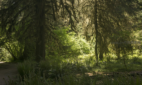 阳光穿透的原始森林秘境