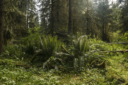 绿意盎然的林间蕨类世界
