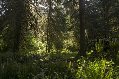 晨曦中的森林光影交响曲