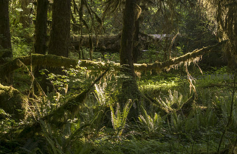 倒木与蕨类交织的森林奇景