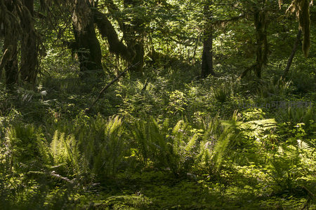 阳光穿透的苔藓森林秘境