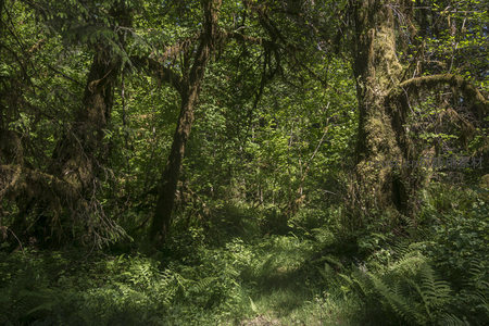幽深林间小径与古树群