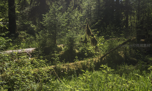 倒木与新生绿意交织的林地