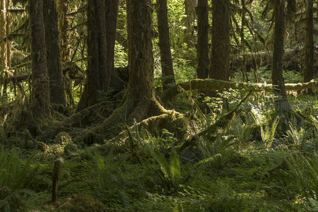盘根错节的巨树与苔藓地毯