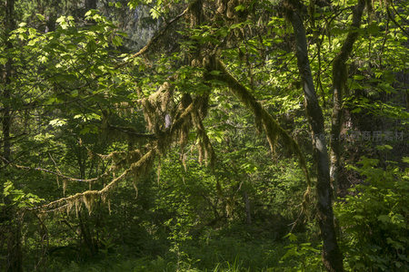 阳光穿透苔藓覆盖的森林枝干