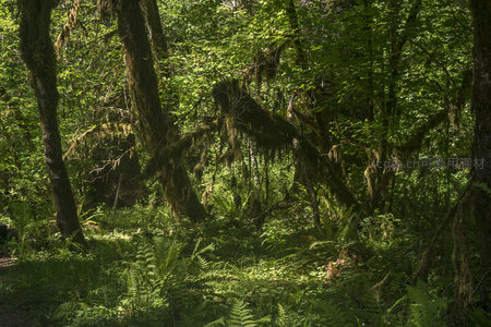 幽深林间蕨类与苔藓共生景象