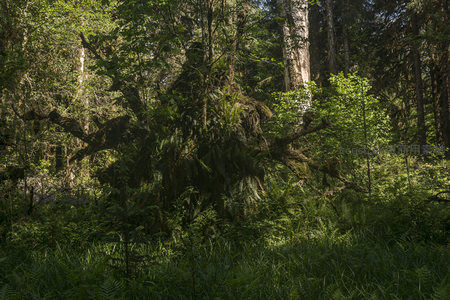 倒木覆满青苔融入森林怀抱