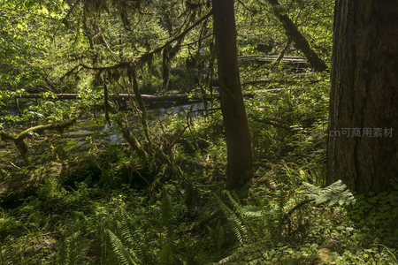 溪流穿行于苔藓密布的森林深处