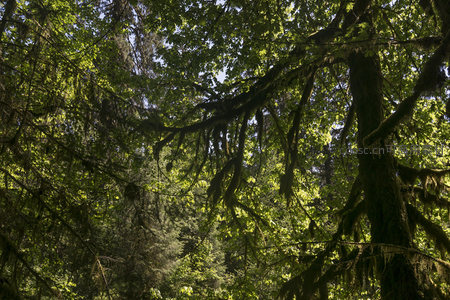 仰望森林树冠层的光影交错