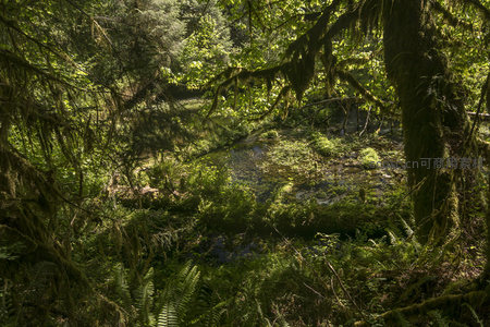 苔藓垂挂的森林溪流静谧如画