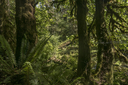 苔藓覆盖的森林深处，阳光穿透绿意盎然的树冠