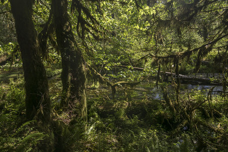 溪流穿行于苔藓森林，倒影与绿光交织成梦幻画卷
