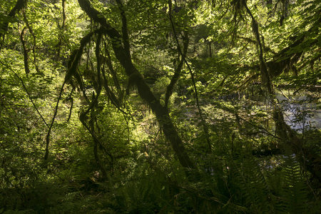 林间光影交错，苔藓垂挂枝头，绿意盎然如仙境