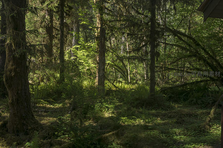 幽深林地静谧无声，苔藓铺地松针满径如童话世界