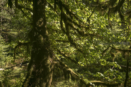 巨树盘根错节，苔藓缠绕枝桠，阳光洒落如金线