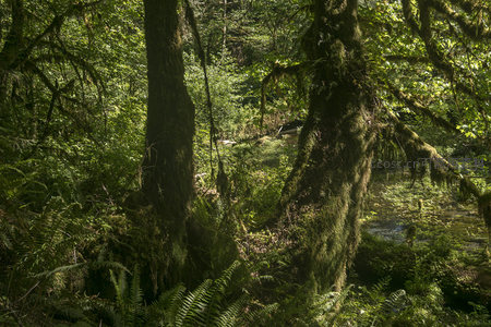 苔藓覆盖的森林深处，阳光穿透绿意盎然的树冠
