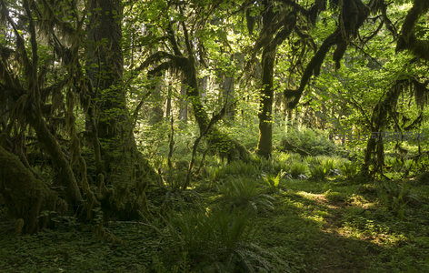 晨光中的奇幻森林，光影交错，绿意无边