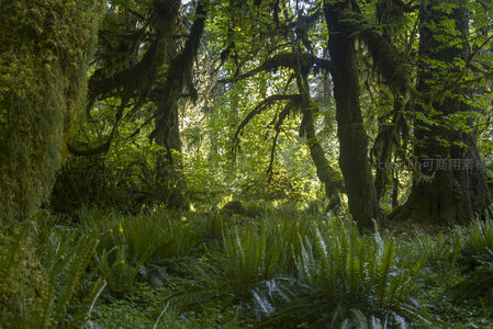 绿野仙踪般的森林腹地，蕨类如毯，树影婆娑