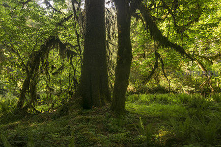 阳光亲吻的古老林间，苔藓与绿叶共舞