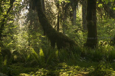 阳光穿透苔藓覆盖的古老森林