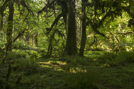 光影斑驳的雨林深处秘境
