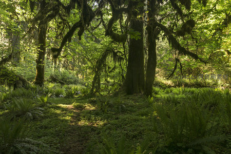 苔藓森林中的幽径与光影