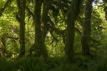 被苔藓缠绕的森林巨人