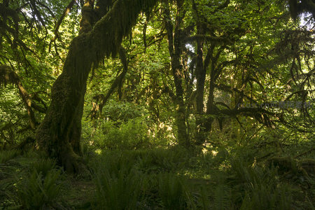 阳光下的苔藓森林交响曲