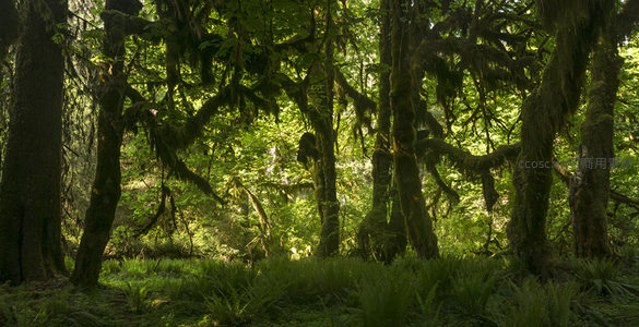 阳光穿透苔藓覆盖的古老森林