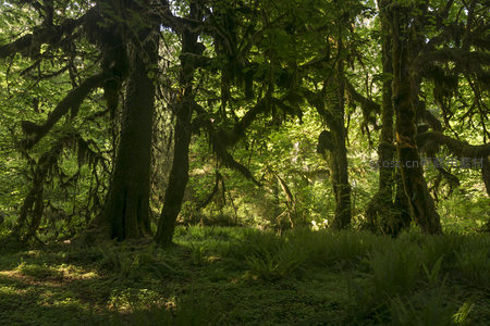 幽深林间光影交错的秘境