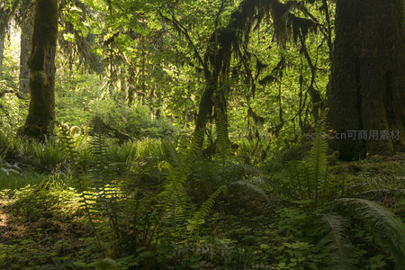 蕨类丛生的森林地面特写
