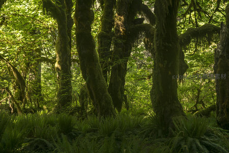 被苔藓包裹的参天大树群
