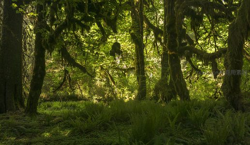 晨光中的奇幻森林景象