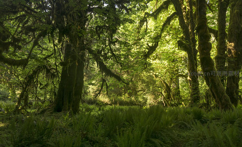 阳光穿透苔藓森林的静谧秘境
