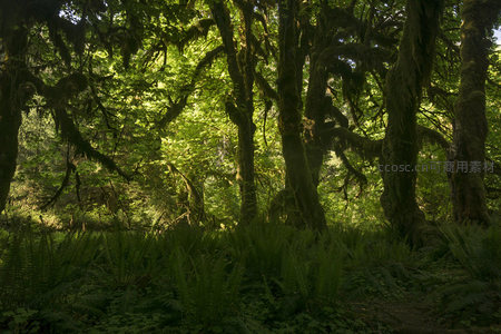 绿意盎然的原始森林光影画卷