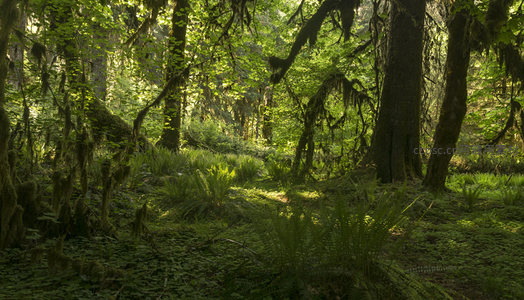 林间小径穿行于苍翠苔藓之间