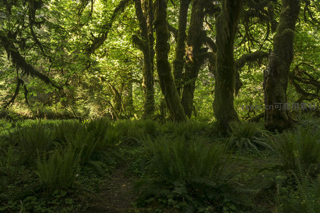 苔藓覆盖的巨木守护着森林秘境