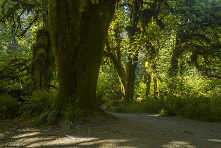 古树参天下的林荫小道光影斑驳