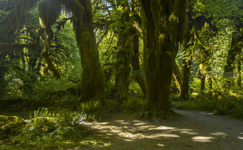 阳光穿透苔藓森林的静谧小径