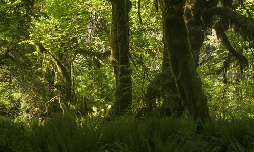 苔藓覆盖巨树下的幽深林地