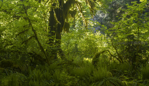 晨光中的雨林秘境绿意盎然