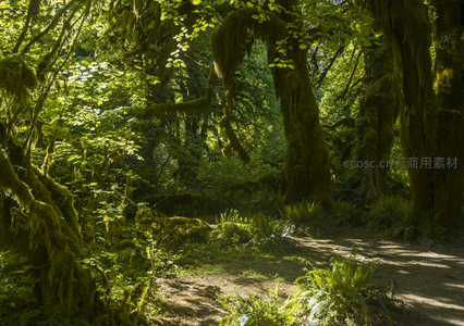 林间小道蜿蜒穿行苔藓世界