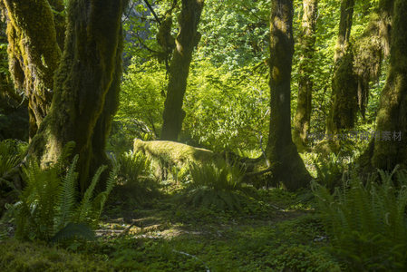 苔藓覆盖的古木林中静谧时光