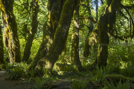 苔藓覆盖的古老森林，阳光穿透绿意盎然的树冠