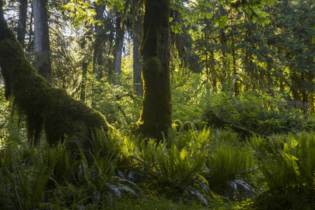 晨曦中的苔藓森林，光影交织如梦幻仙境