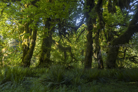 绿荫环绕的苔藓古木，展现原始森林的生命力