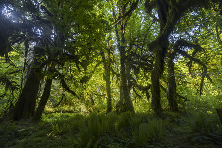 阳光洒落苔藓森林，树影婆娑如诗如画